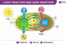 Image result for Diagram for Light Reaction