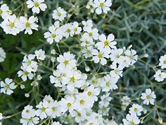 Image result for Creeping Ground Cover Plants