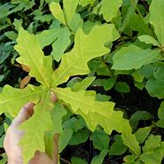 Image result for CherryBark Oak Tree