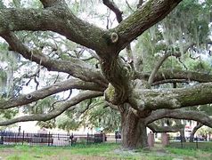 Image result for Florida Oak Trees Types