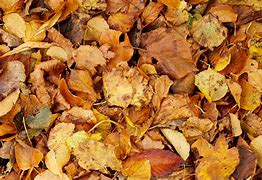 Image result for Leaf Pile Texture