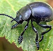 Image result for 1 Inch Black Beetle