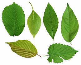 Image result for Printable Real Leaf