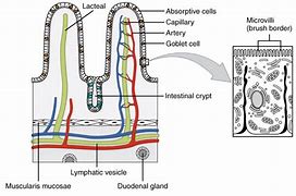 Image result for Brush Border Cells