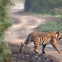 Image result for Bengal Tiger Face