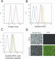 Image result for Peptide Drug Conjugate