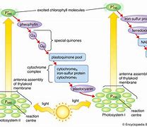 Image result for Light Reactions of Photosynthesis Diagram