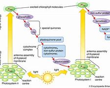 Image result for Diagram for Light Reaction