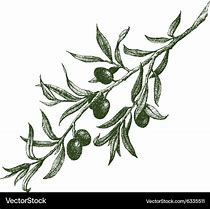 Image result for Olive Branch Vector