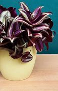 Image result for Easy Care Houseplants