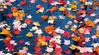 Image result for Pennsylvania Fall Foliage Drives