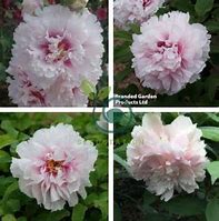 Image result for Petalled Tree