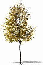 Image result for Birch Leaves Cut Out