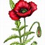 Image result for Poppies Colouring In