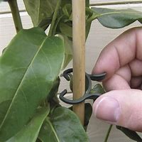 Image result for Plant Holder Clips