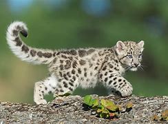 Image result for Baby Snow Leopard Cartoon