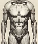 Image result for Basic Male Anatomy Drawing