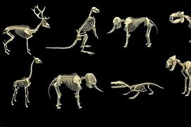 Image result for Different Animal Skeletons