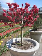 Image result for Potted Cherry Blossom Tree