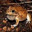 Image result for Big Frog Cartoon