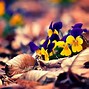 Image result for Fall Flowers Screensavers