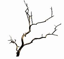 Image result for Tree Branches Close Up