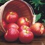 Image result for A Picture of an Apple Tree