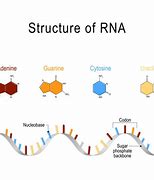 Image result for RNA Illustration