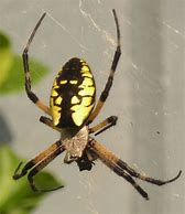 Image result for Yellow Spider Identification