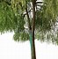 Image result for Australian Willow Tree Clip Art