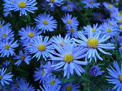 Image result for Blue Flowered Tree