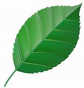 Image result for Free Abstract PNG Vector of Leaves