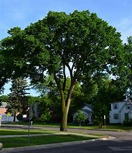 Image result for Giant American Elm Tree