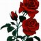 Image result for Black Rose No Background