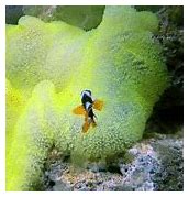 Image result for Clown Fish From Nemo