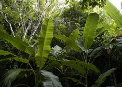 Image result for Jungle Waterfall Background