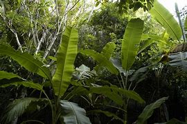 Image result for Jungle Trees Coloring Pages