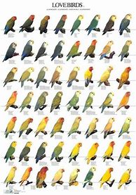 Image result for Love Birds Variations