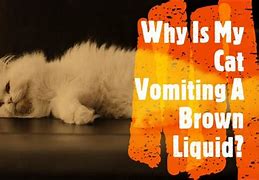 Image result for Cat Vomit Dark Brown Liquid