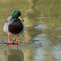 Image result for British Water Birds