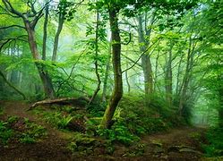 Image result for Green PC Wallpaper 8K