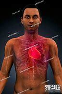 Image result for Rib Cage Protects Heart and Lungs