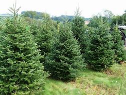 Image result for Variety of Real Christmas Trees