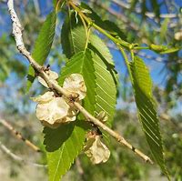 Image result for siberian elm tree flowers