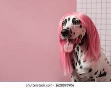 Image result for Funny Dogs with Wigs