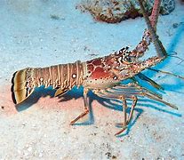 Image result for Different Lobster Species