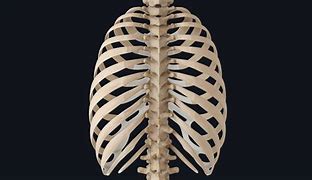 Image result for Flat Rib Cage