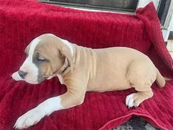 Image result for Mini American Staffordshire Terrier