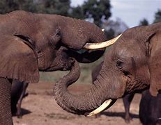 Image result for Elephant Head Mask