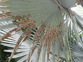 Image result for Palm Leaf Asethetic